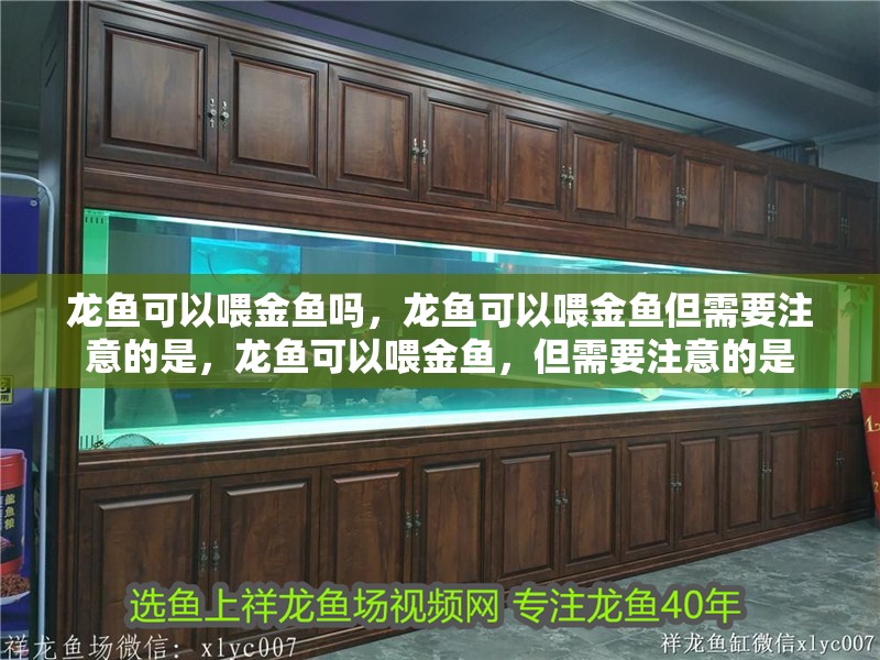 龍魚(yú)可以喂金魚(yú)嗎，龍魚(yú)可以喂金魚(yú)但需要注意的是，龍魚(yú)可以喂金魚(yú)，但需要注意的是