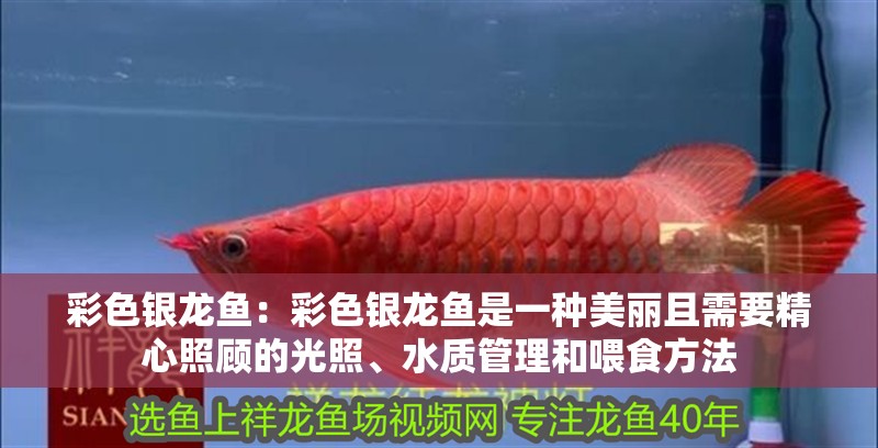 彩色銀龍魚(yú)：彩色銀龍魚(yú)是一種美麗且需要精心照顧的光照、水質(zhì)管理和喂食方法