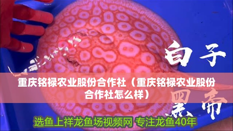 重慶銘祿農(nóng)業(yè)股份合作社（重慶銘祿農(nóng)業(yè)股份合作社怎么樣）