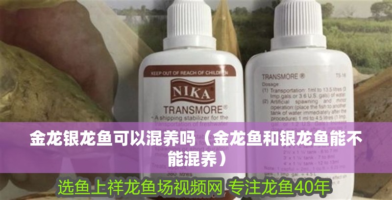 金龍銀龍魚可以混養嗎（金龍魚和銀龍魚能不能混養）