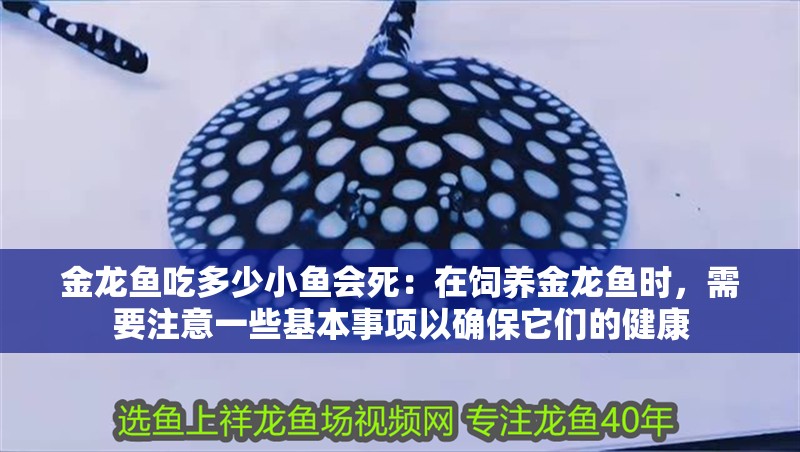 金龍魚吃多少小魚會死：在飼養(yǎng)金龍魚時，需要注意一些基本事項以確保它們的健康