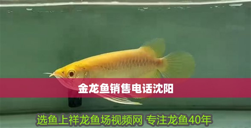 金龍魚銷售電話沈陽
