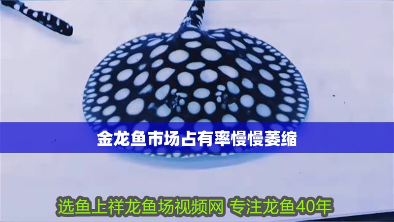 金龍魚市場占有率慢慢萎縮 金龍魚市場占有率慢慢萎縮 龍魚百科