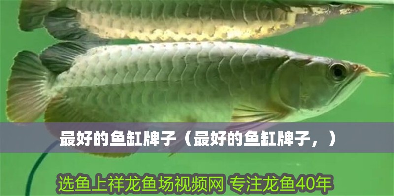 最好的魚缸牌子（最好的魚缸牌子，）