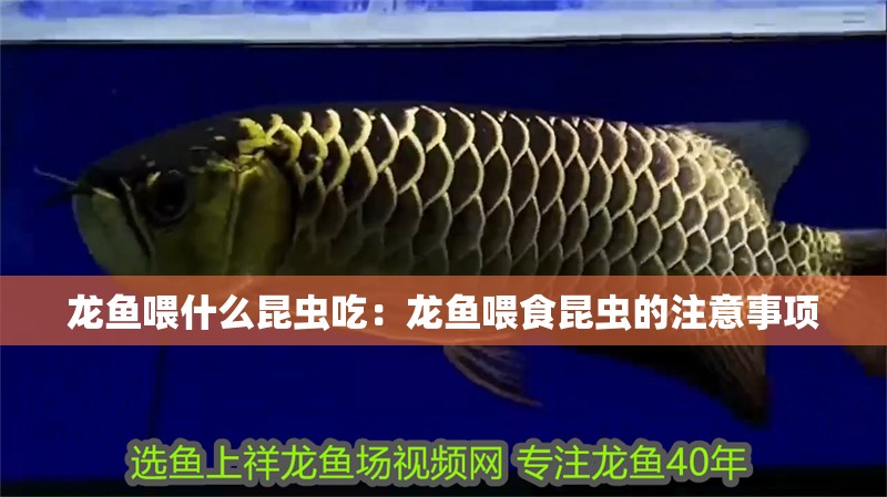 龍魚喂什么昆蟲吃：龍魚喂食昆蟲的注意事項