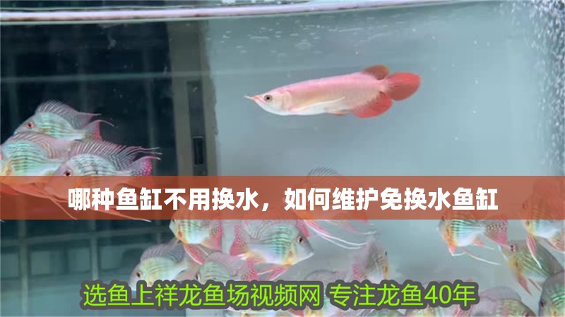 哪種魚缸不用換水，如何維護(hù)免換水魚缸