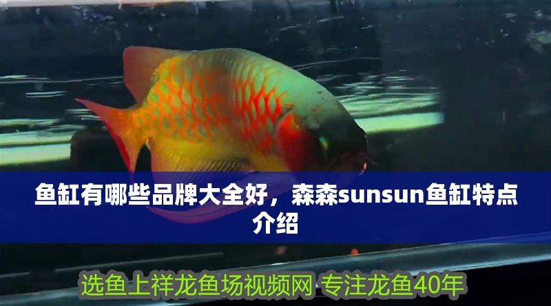 魚缸有哪些品牌大全好，森森sunsun魚缸特點介紹