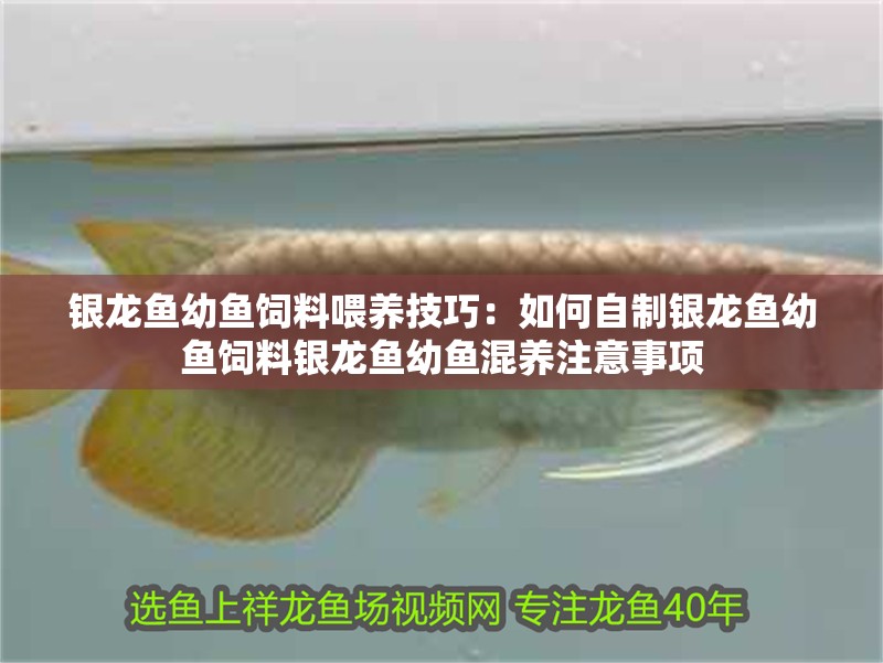銀龍魚幼魚飼料喂養(yǎng)技巧：如何自制銀龍魚幼魚飼料銀龍魚幼魚混養(yǎng)注意事項(xiàng)
