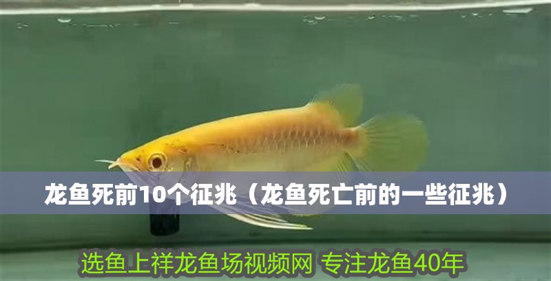 龍魚死前10個(gè)征兆（龍魚死亡前的一些征兆）
