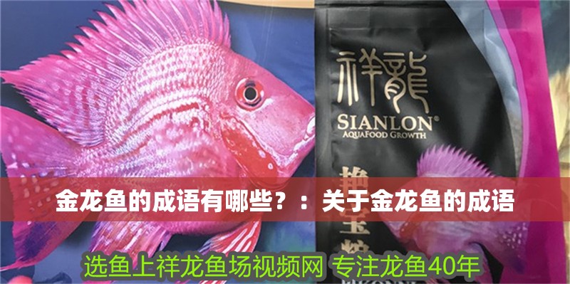 金龍魚的成語有哪些？：關于金龍魚的成語 金龍魚的成語有哪些？：關于金龍魚的成語 龍魚百科