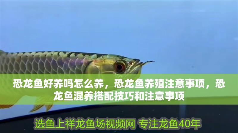 恐龍魚好養嗎怎么養，恐龍魚養殖注意事項，恐龍魚混養搭配技巧和注意事項