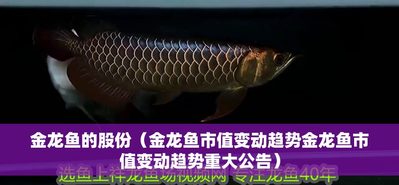 金龍魚的股份（金龍魚市值變動趨勢金龍魚市值變動趨勢重大公告） 金龍魚的股份（金龍魚市值變動趨勢金龍魚市值變動趨勢重大公告） 龍魚百科