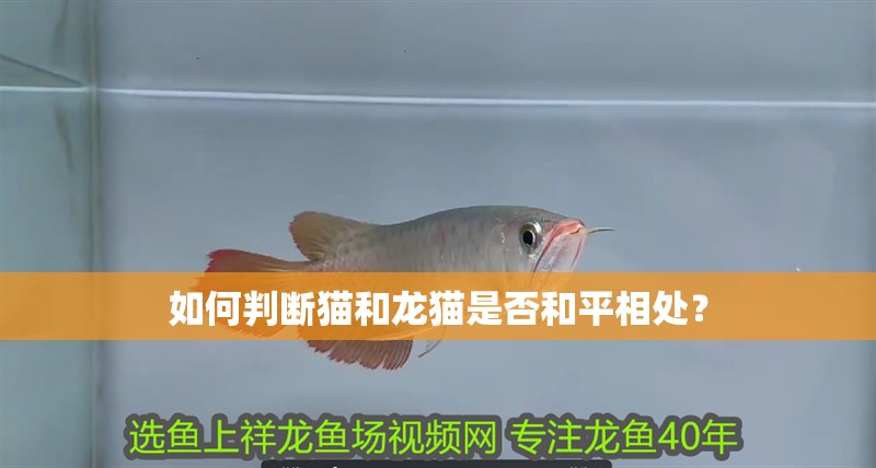 如何判斷貓和龍貓是否和平相處？ 如何判斷貓和龍貓是否和平相處？ 龍魚百科