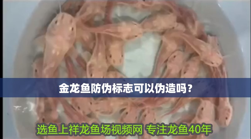 龍魚干蝦有營(yíng)養(yǎng)嗎 金龍魚防偽標(biāo)志可以偽造嗎? 龍魚百科 金龍魚防偽標(biāo)志可以偽造嗎? 金龍魚防偽標(biāo)志可以偽造嗎? 龍魚百科