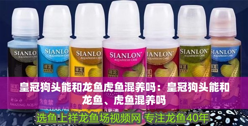 皇冠狗頭能和龍魚虎魚混養(yǎng)嗎：皇冠狗頭能和龍魚、虎魚混養(yǎng)嗎 皇冠狗頭能和龍魚虎魚混養(yǎng)嗎：皇冠狗頭能和龍魚、虎魚混養(yǎng)嗎 龍魚百科