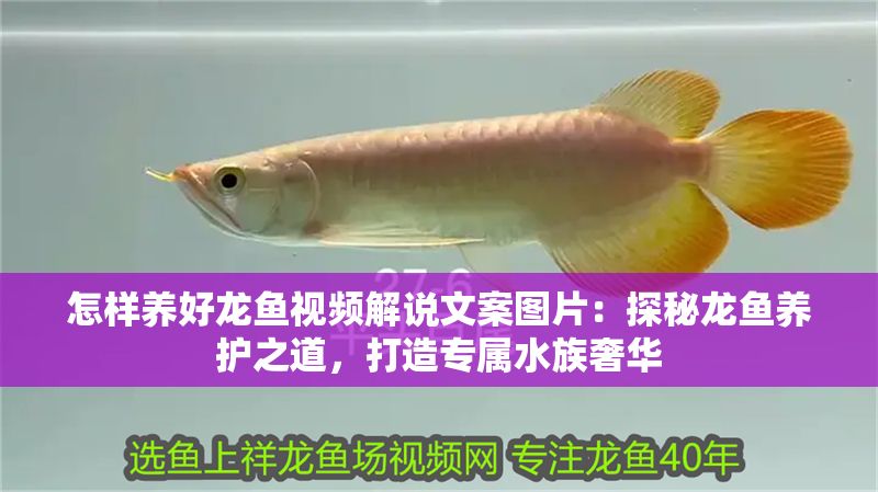 怎樣養(yǎng)好龍魚視頻解說文案圖片：探秘龍魚養(yǎng)護之道，打造專屬水族奢華