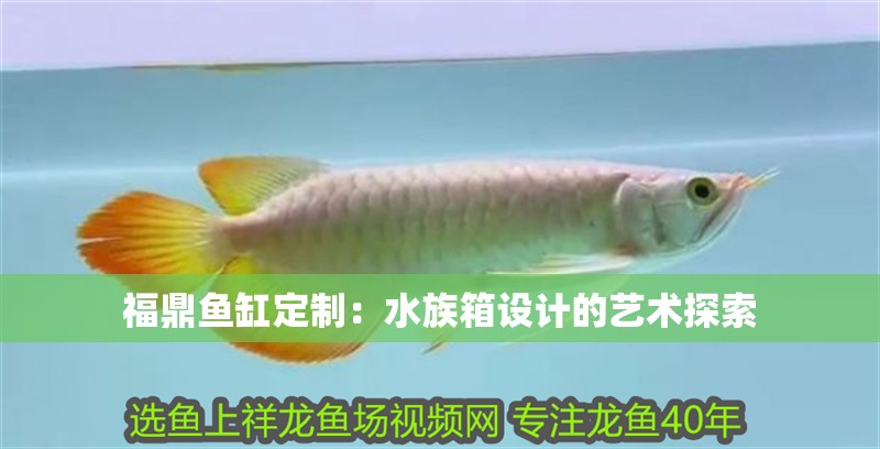 福鼎魚缸定制：水族箱設計的藝術探索