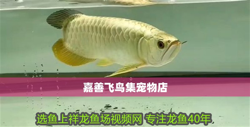 嘉善飛鳥集寵物店