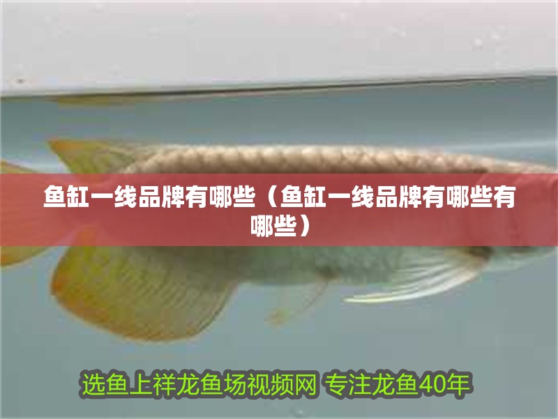 魚缸一線品牌有哪些（魚缸一線品牌有哪些有哪些）