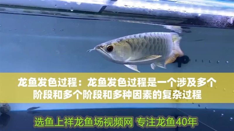龍魚發色過程：龍魚發色過程是一個涉及多個階段和多個階段和多種因素的復雜過程 龍魚發色過程：龍魚發色過程是一個涉及多個階段和多個階段和多種因素的復雜過程 龍魚百科