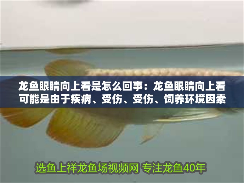 龍魚眼睛向上看是怎么回事：龍魚眼睛向上看可能是由于疾病、受傷、受傷、飼養環境因素等