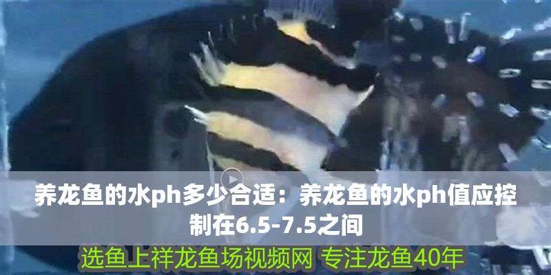 養(yǎng)龍魚(yú)的水ph多少合適：養(yǎng)龍魚(yú)的水ph值應(yīng)控制在6.5-7.5之間