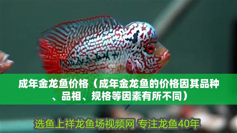 成年金龍魚(yú)價(jià)格（成年金龍魚(yú)的價(jià)格因其品種、品相、規(guī)格等因素有所不同）