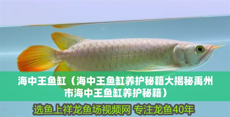 海中王魚缸（海中王魚缸養(yǎng)護(hù)秘籍大揭秘<strong><mark>禹州</mark></strong>市海中王魚缸養(yǎng)護(hù)秘籍）