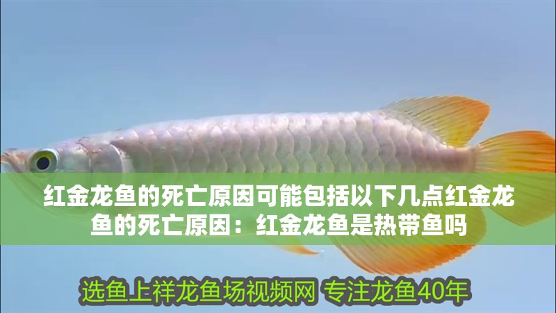 紅金龍魚的死亡原因可能包括以下幾點紅金龍魚的死亡原因：紅金龍魚是熱帶魚嗎