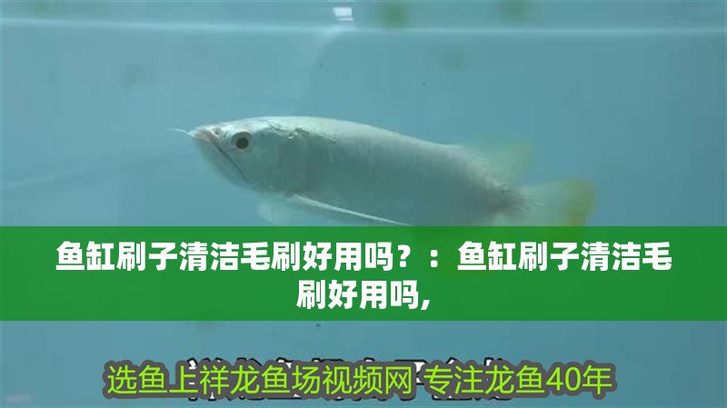 魚(yú)缸刷子清潔毛刷好用嗎？：魚(yú)缸刷子清潔毛刷好用嗎,