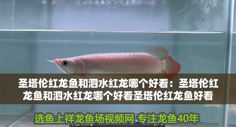 圣塔倫紅龍魚和泗水紅龍哪個好看：圣塔倫紅龍魚和泗水紅龍哪個好看圣塔倫紅龍魚好看