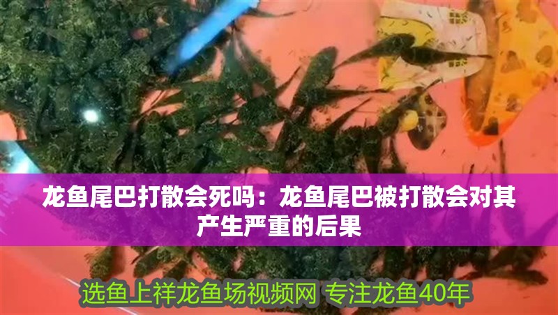 龍魚尾巴打散會死嗎：龍魚尾巴被打散會對其產(chǎn)生嚴(yán)重的后果