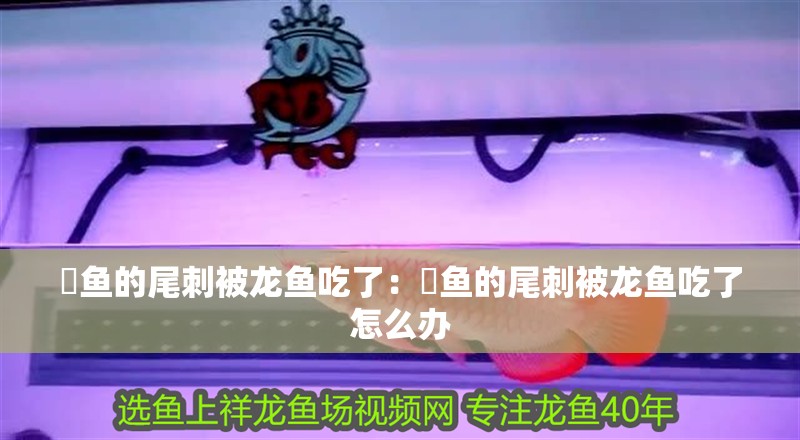 魟魚的尾刺被龍魚吃了：魟魚的尾刺被龍魚吃了怎么辦