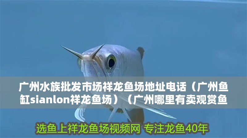 廣州水族批發市場祥龍魚場地址電話（廣州魚缸sianlon祥龍魚場）（廣州哪里有賣觀賞魚的市場）