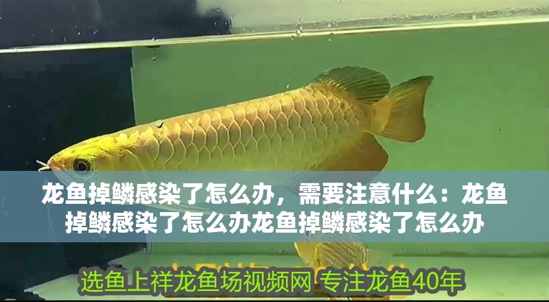 龍魚掉鱗感染了怎么辦，需要注意什么：龍魚掉鱗感染了怎么辦龍魚掉鱗感染了怎么辦