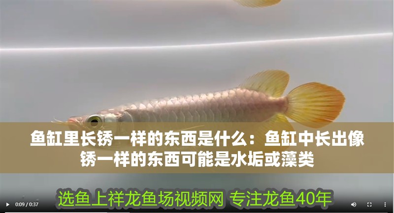 魚缸里長銹一樣的東西是什么：魚缸中長出像銹一樣的東西可能是水垢或藻類