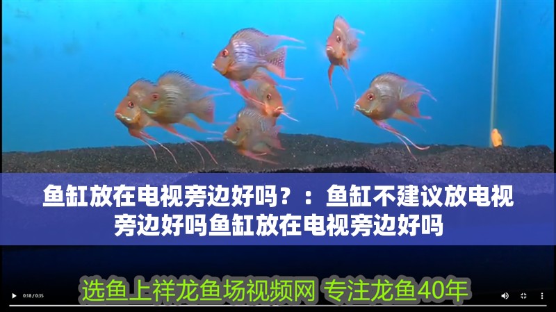 魚缸放在電視旁邊好嗎？：魚缸不建議放電視旁邊好嗎魚缸放在電視旁邊好嗎