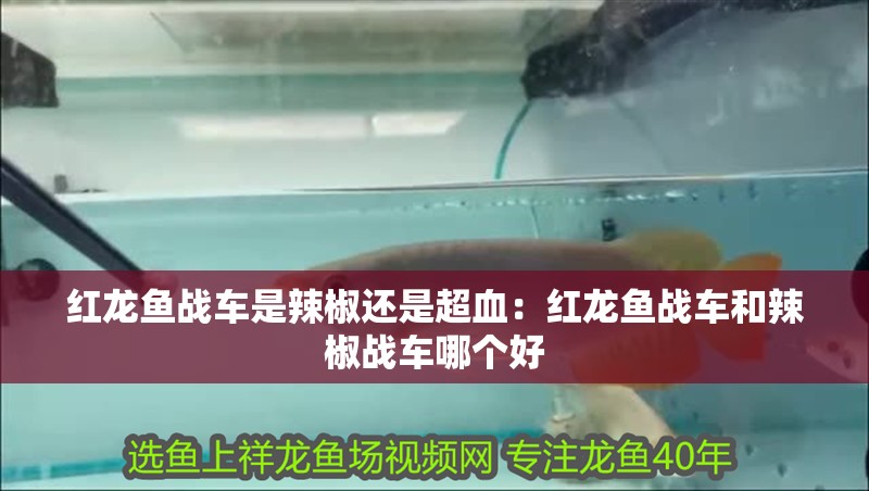 紅龍魚戰(zhàn)車是辣椒還是超血：紅龍魚戰(zhàn)車和辣椒戰(zhàn)車哪個好