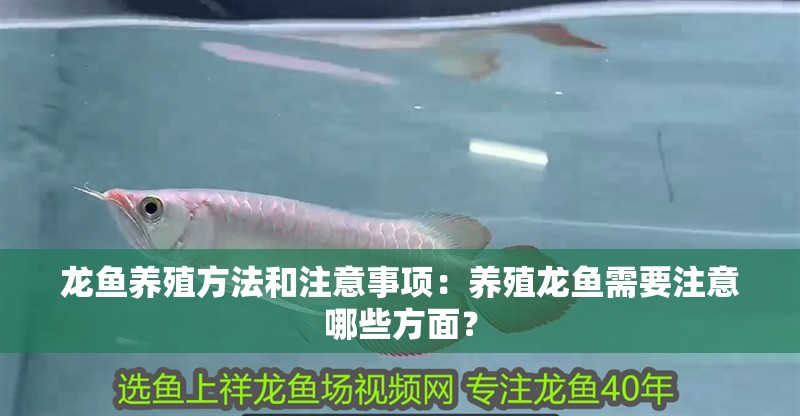 龍魚養殖方法和注意事項：養殖龍魚需要注意哪些方面？