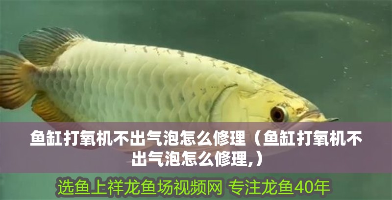 魚缸打氧機不出氣泡怎么修理（魚缸打氧機不出氣泡怎么修理,）