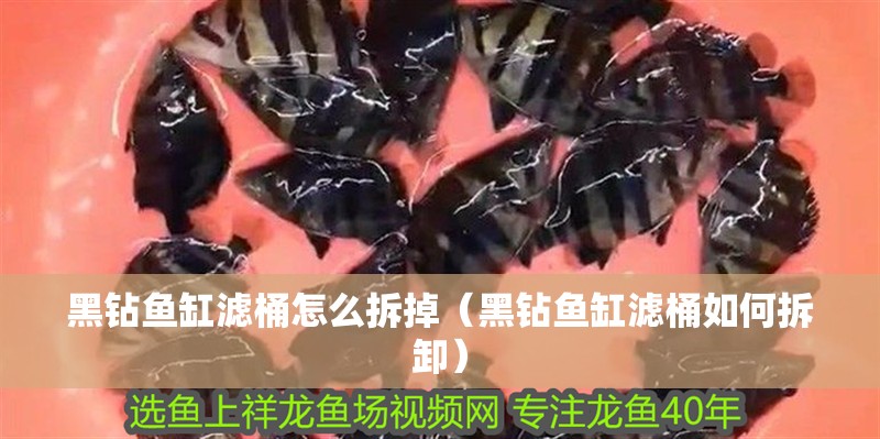 黑鉆魚缸濾桶怎么拆掉（黑鉆魚缸濾桶如何拆卸）