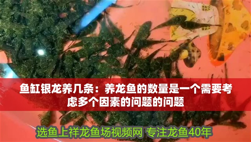 魚缸銀龍養幾條：養龍魚的數量是一個需要考慮多個因素的問題的問題