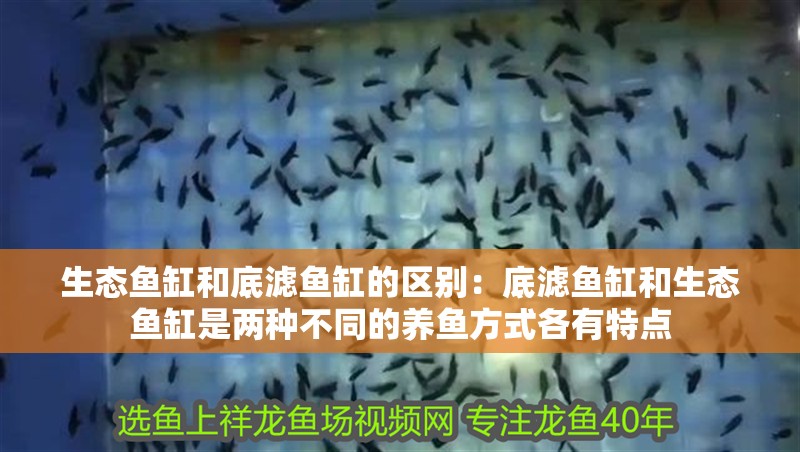 生態(tài)魚(yú)缸和底濾魚(yú)缸的區(qū)別：底濾魚(yú)缸和生態(tài)魚(yú)缸是兩種不同的養(yǎng)魚(yú)方式各有特點(diǎn)