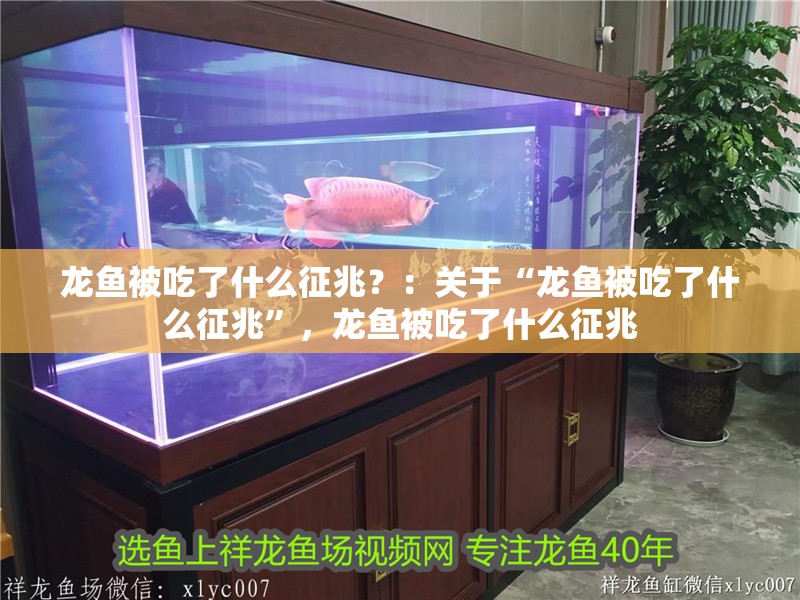 龍魚(yú)被吃了什么征兆？：關(guān)于“龍魚(yú)被吃了什么征兆”，龍魚(yú)被吃了什么征兆