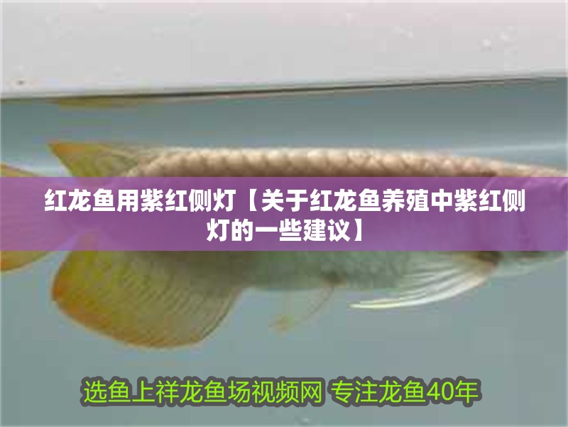 紅龍魚用紫紅側燈【關于紅龍魚養殖中紫紅側燈的一些建議】