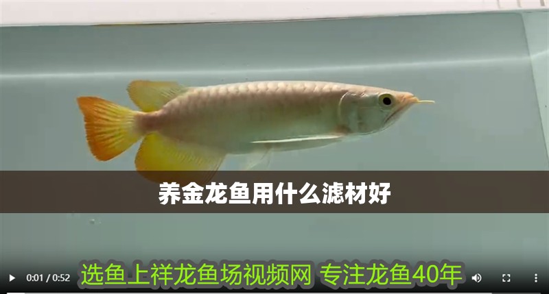 養金龍魚用什么濾材好