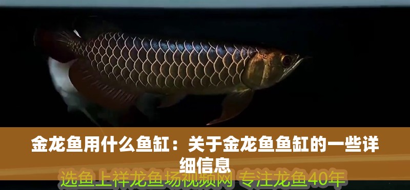 金龍魚用什么魚缸：關(guān)于金龍魚魚缸的一些詳細(xì)信息