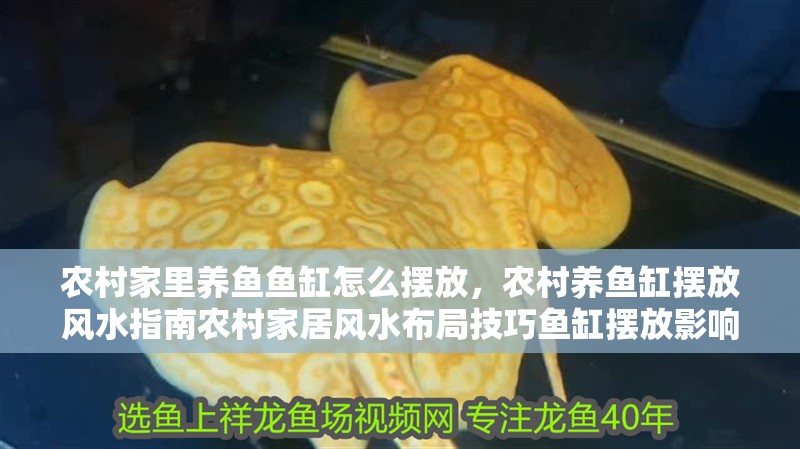 農(nóng)村家里養(yǎng)魚魚缸怎么擺放，農(nóng)村養(yǎng)魚缸擺放風水指南農(nóng)村家居風水布局技巧魚缸擺放影響財運嗎