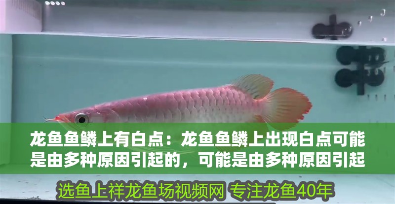 龍魚魚鱗上有白點：龍魚魚鱗上出現白點可能是由多種原因引起的，可能是由多種原因引起的 龍魚魚鱗上有白點：龍魚魚鱗上出現白點可能是由多種原因引起的，可能是由多種原因引起的 龍魚百科