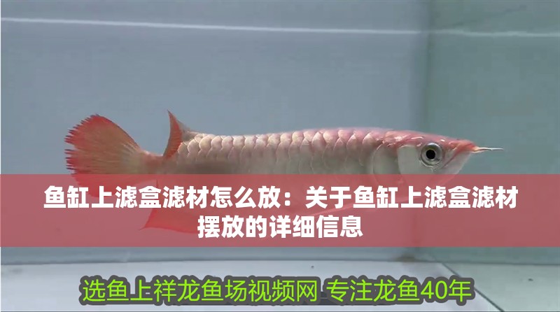 魚缸上濾盒濾材怎么放：關于魚缸上濾盒濾材擺放的詳細信息